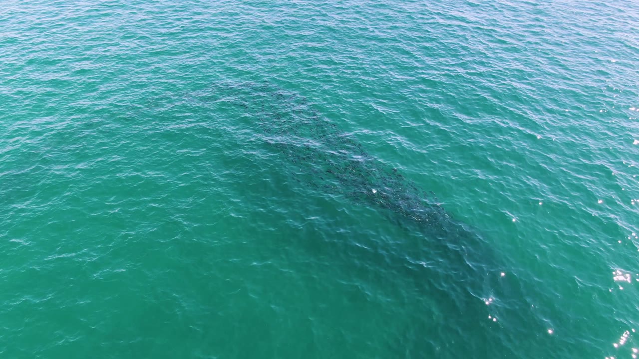 Overhead Buzzards Beach frame with the whale's dark outline centered under rippled turquoise sea and scattered sun sparkle, with no visible people.