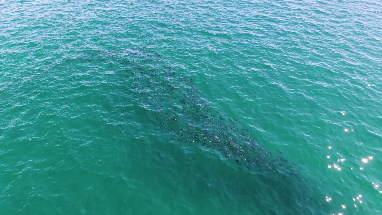 Dark school of fish under turquoise rippled ocean water