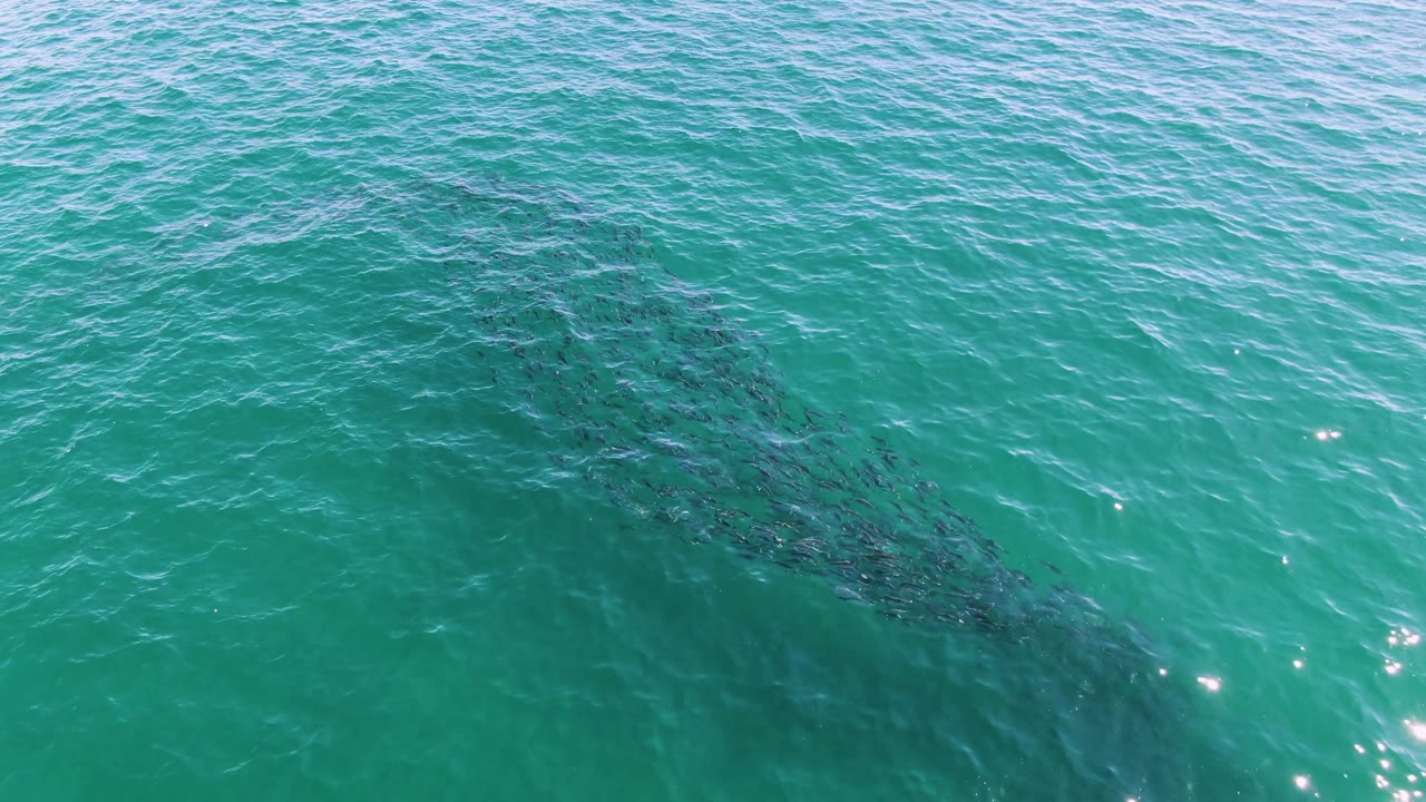 The fish school appears slightly farther across the green-blue water, with small sunlight glints on the surface and no visible people.