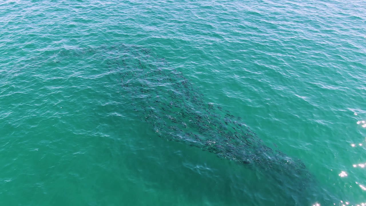 A broad dark patch of schooling fish is visible below the clear turquoise sea surface at Buzzards Beach, with no visible people or vessels.