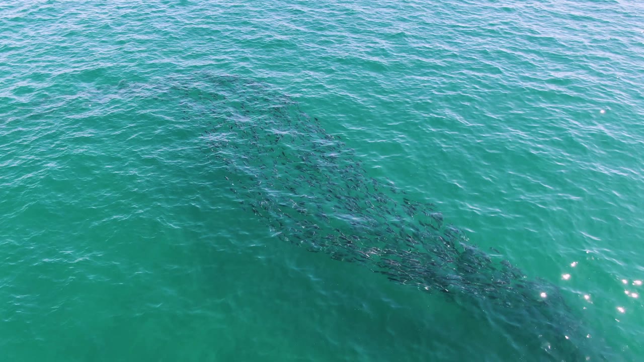 The school of fish crosses under rippled turquoise ocean water, with brighter surface sparkle near the lower right and no visible people.