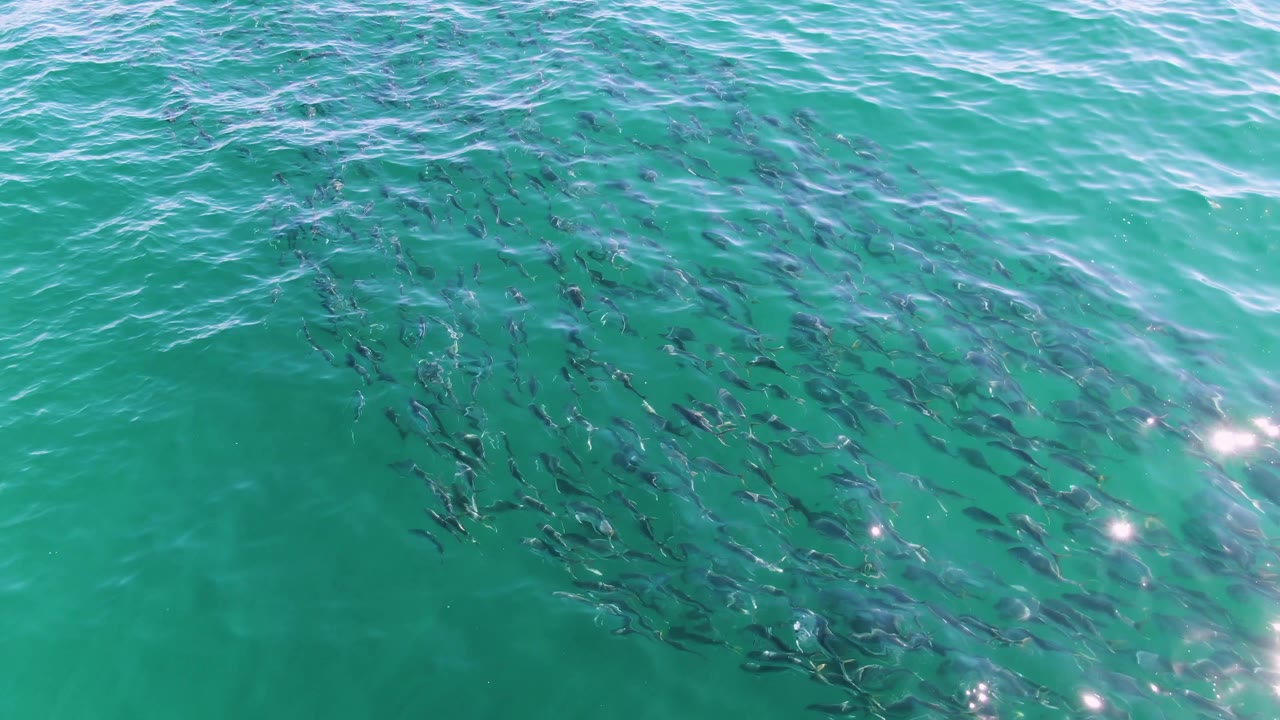 School of fish under turquoise ocean water with sun reflections.