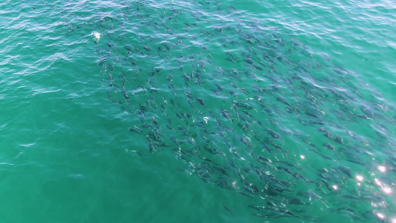 A dense cluster of fish sits slightly right of center under green-blue ocean water at Buzzards Beach, with ripples and small sun sparkles, and no visible people.