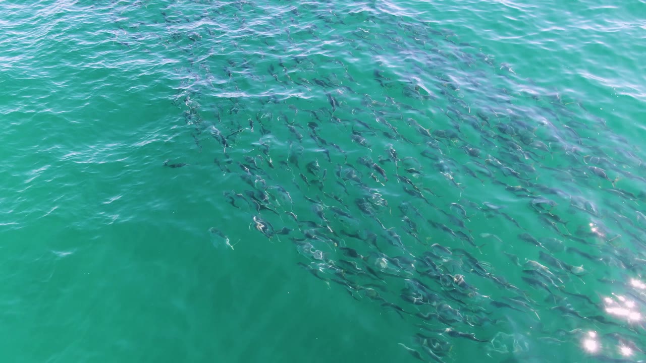 The fish school spreads wider across turquoise water at Buzzards Beach, Baja California Sur, Mexico, with wave texture over the top edge and no visible people.