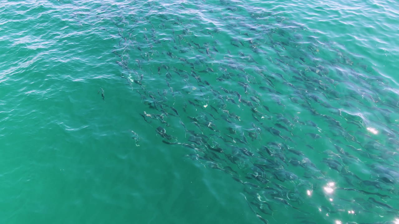 A compact school of fish appears below clear turquoise water at Buzzards Beach, with stronger sun reflections near the lower edge and no visible people.