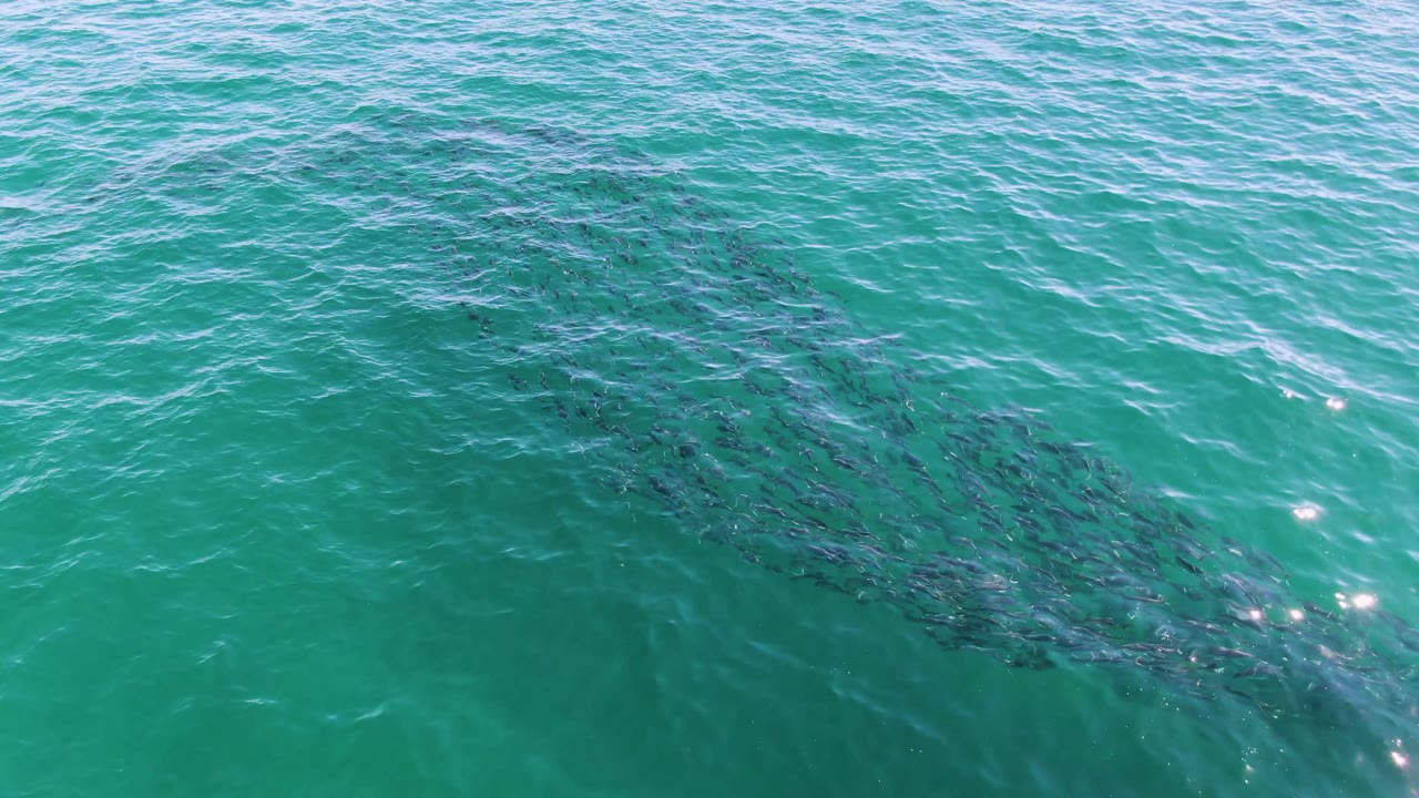 School of fish beneath rippled turquoise ocean water