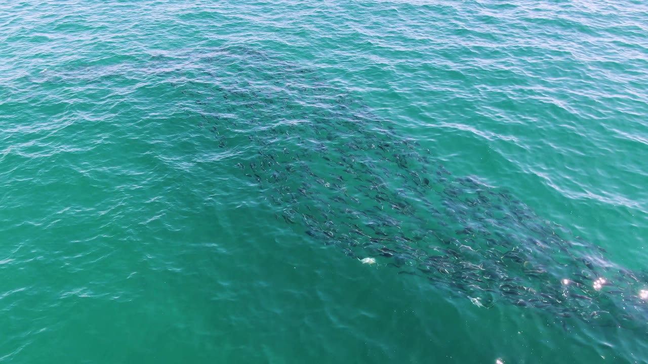 The fish shoal sits slightly lower in the frame under teal water at Buzzards Beach, with small wave lines and no visible people.