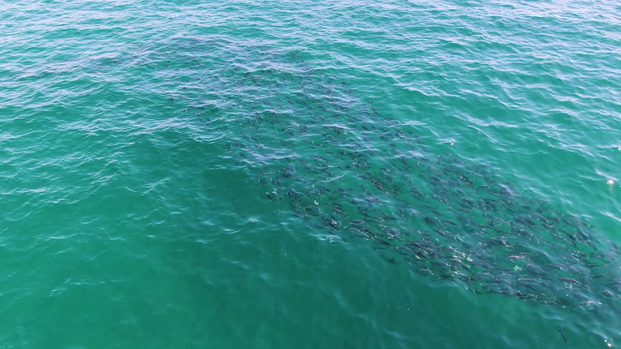 A broad dark patch of schooling fish appears beneath the turquoise surface at Buzzards Beach, with gentle chop and no visible people.
