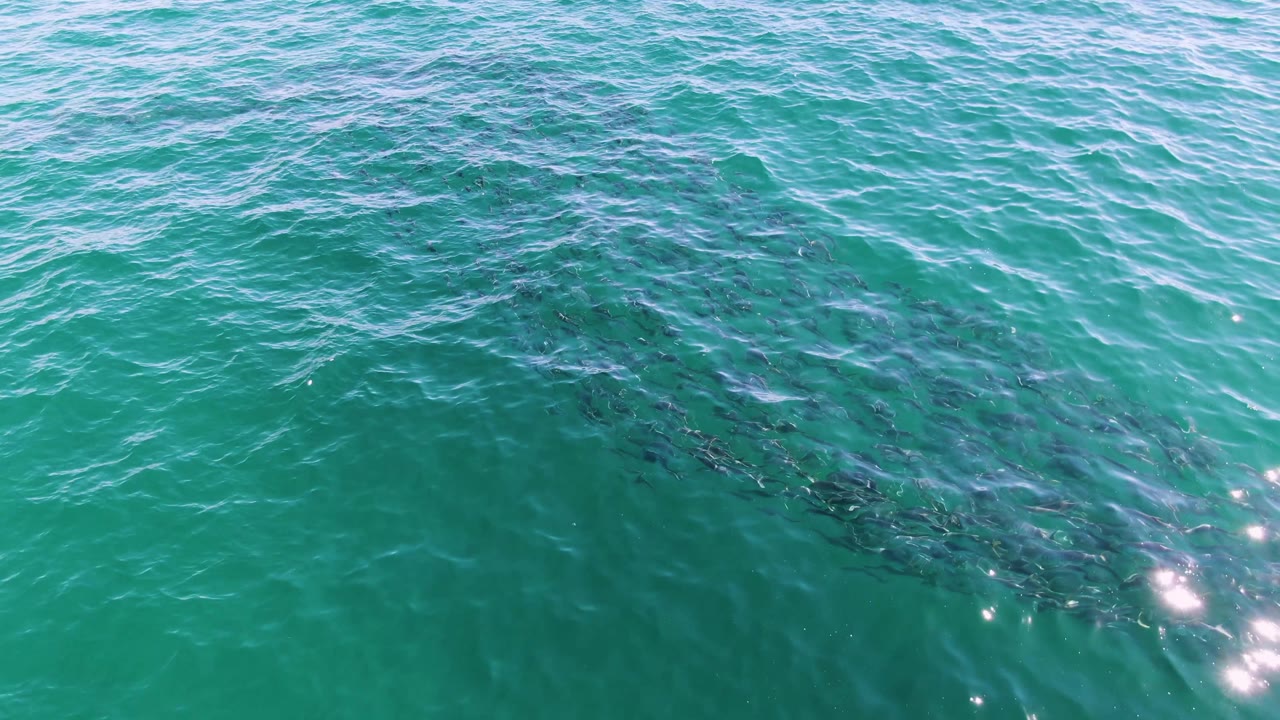 The fish cluster appears nearer the lower left of the turquoise frame at Buzzards Beach, with brighter sun flecks on the water and no visible people.