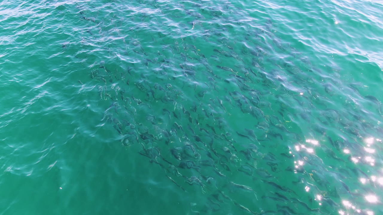 At Buzzards Beach in Baja California Sur, Mexico, a school of small dark fish is visible below turquoise rippling water with bright sun reflections near the lower right and no visible people.