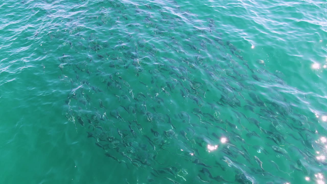 At Buzzards Beach in Baja California Sur, Mexico, the fish school sits slightly right of center under green-blue water, with soft ripples and scattered highlights and no visible people.