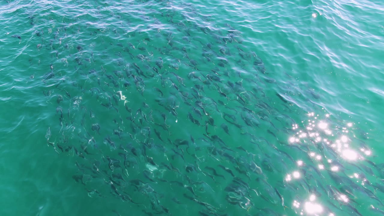 At Buzzards Beach in Baja California Sur, Mexico, dark fish are spread beneath turquoise water with stronger surface shimmer on the right side and no visible people.