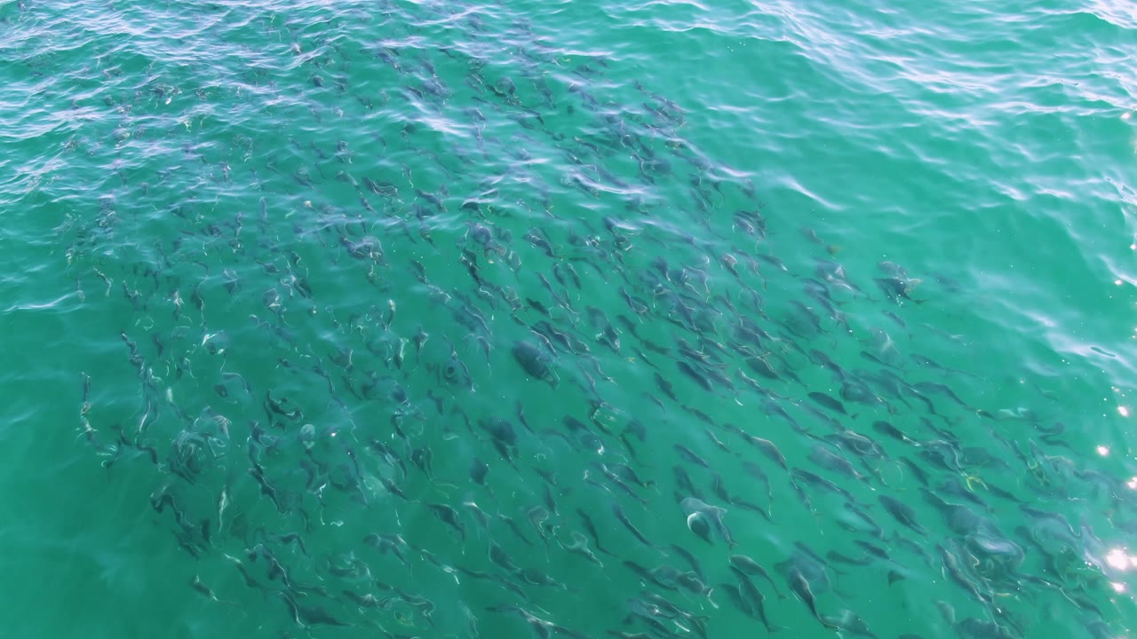 Wide patch of fish under clear turquoise sea