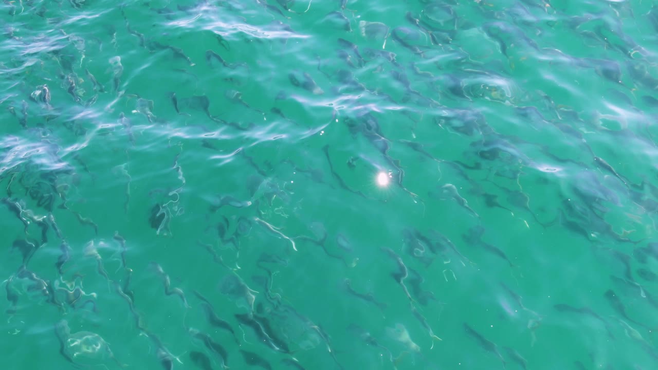 Small fish beneath rippled turquoise ocean water