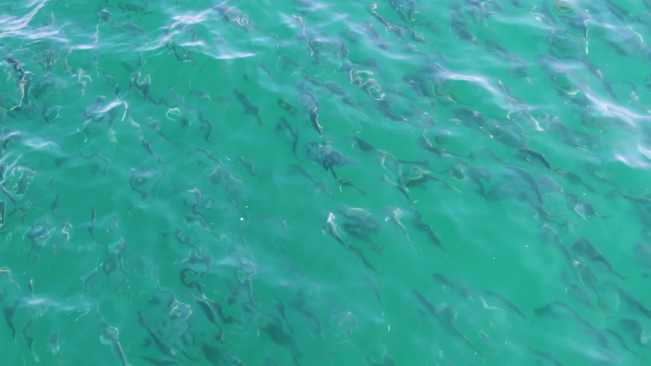 A loose school of small fish is visible below the turquoise sea surface at Buzzards Beach, with wavy reflections and no visible people.