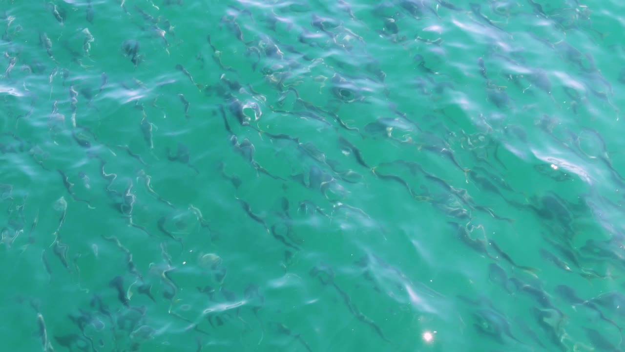 Fish silhouettes run through clear blue-green water at Buzzards Beach, with surface ripples crossing the frame and no visible people.