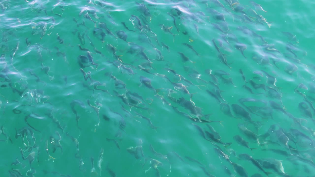 Small fish gather in loose clusters beneath clear turquoise water in Baja California Sur, with soft surface streaks and no visible people.
