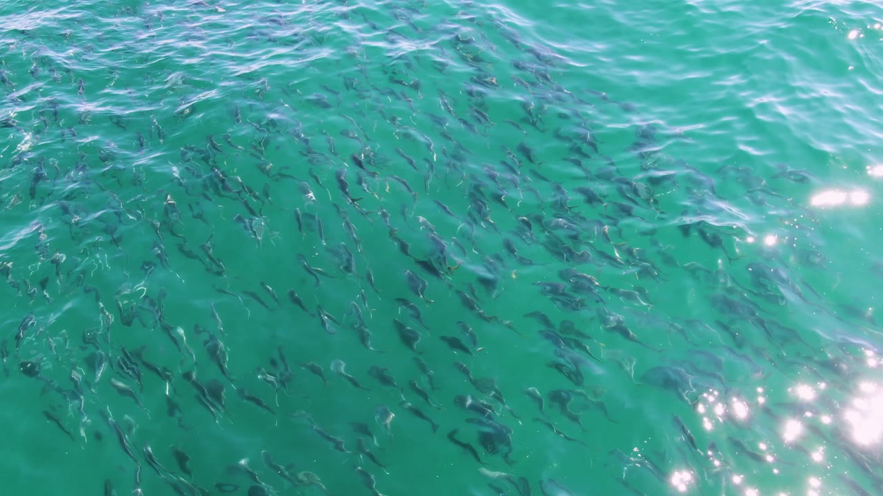 Small dark fish school beneath clear turquoise water at Buzzards Beach, with soft ripples across the surface and no visible people.