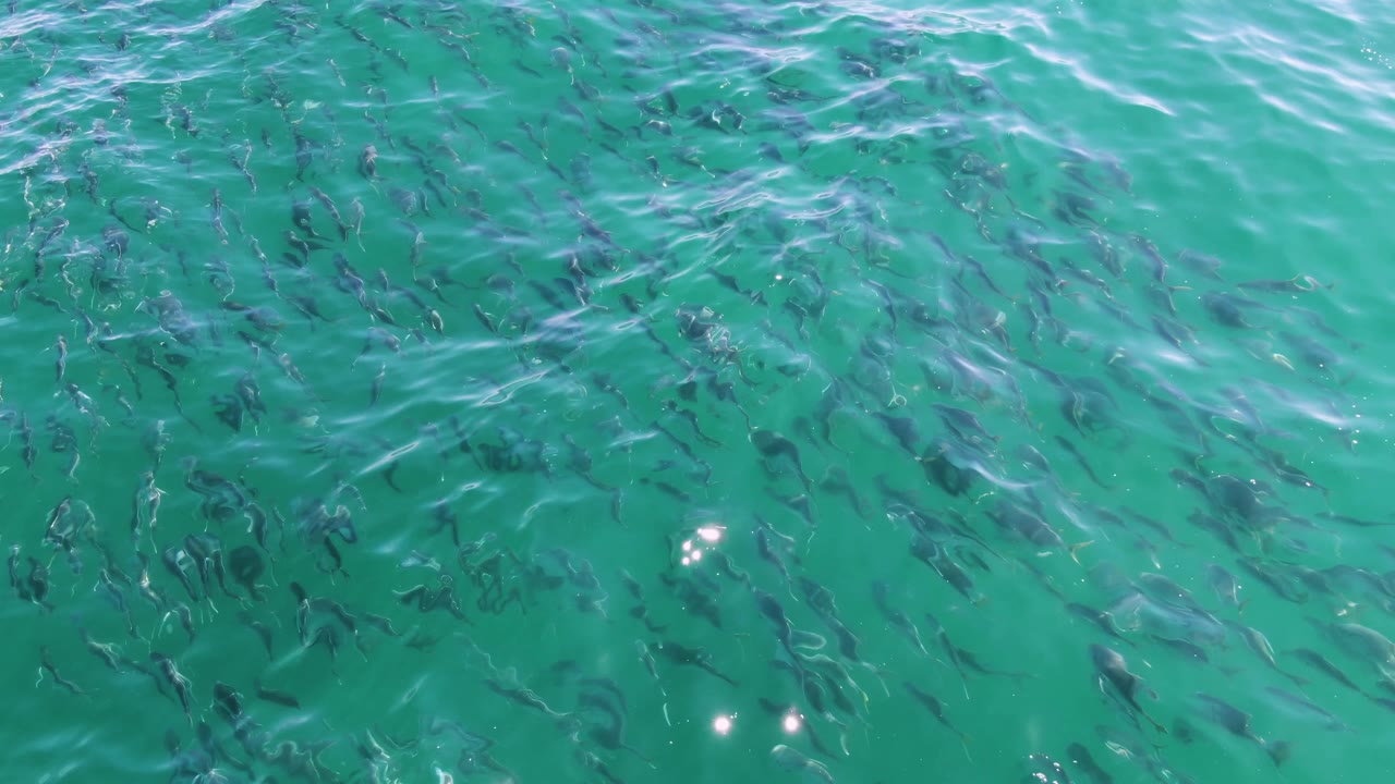 Bright sunlight glints on the clear turquoise water at Buzzards Beach while small fish remain visible below the rippled surface, with no visible people.