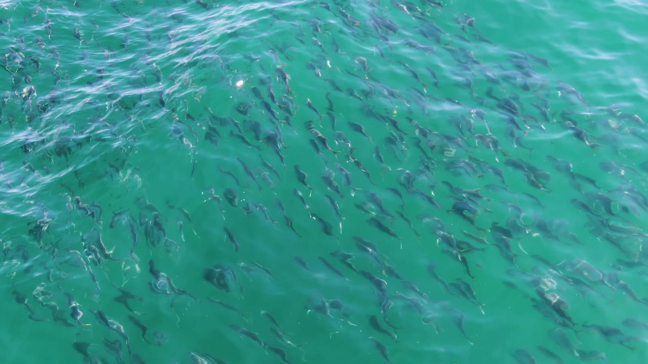A dense section of small fish appears under the turquoise Buzzards Beach water as pale surface streaks move across the upper part of the frame, with no visible people.