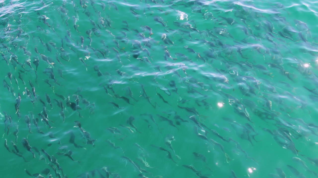 Fish scattered across shallow turquoise ocean water