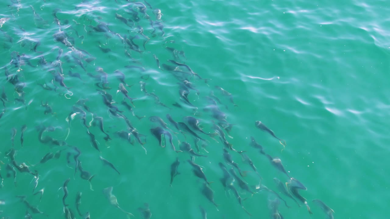 School of fish beneath turquoise ocean water
