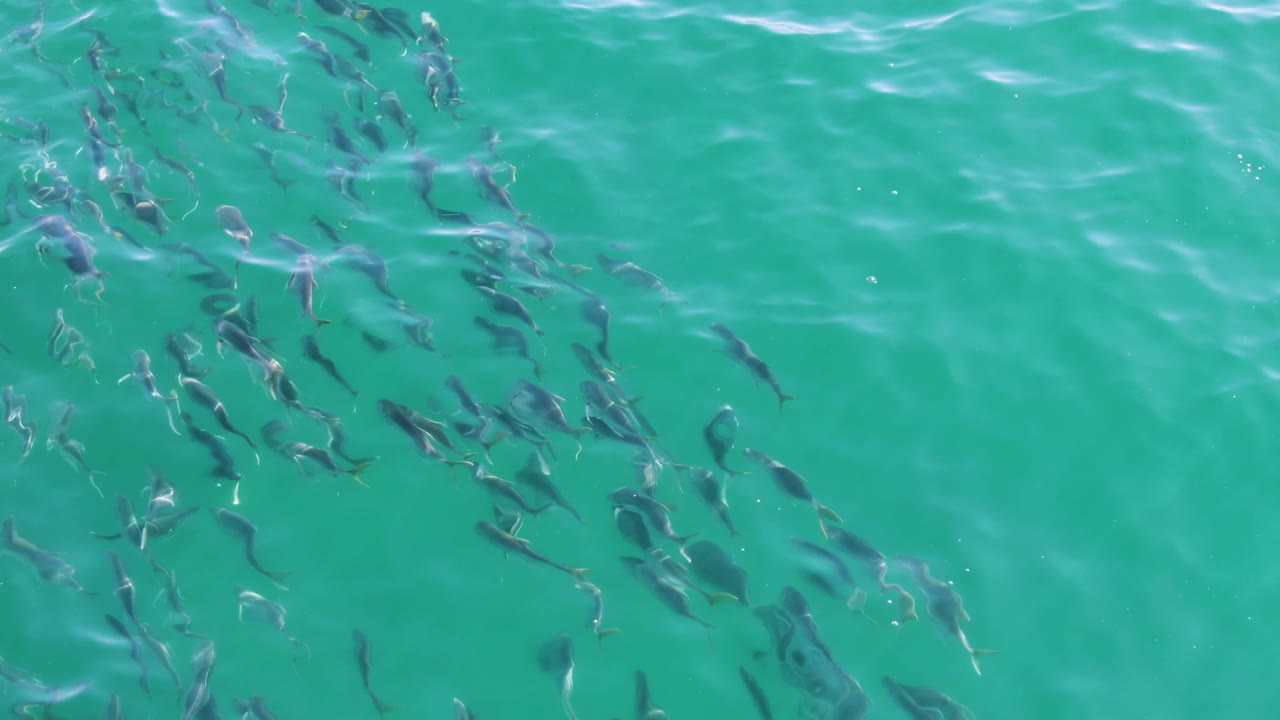 Overhead frame of fish clustered through the center of clear turquoise water at Buzzards Beach, Baja California Sur, with brighter ripple streaks near the top and no visible people.