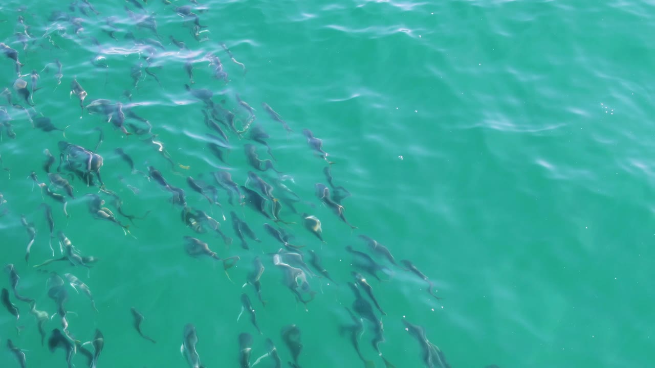 Overhead view of loose fish groups below green-blue turquoise water at Buzzards Beach, Baja California Sur, with open water between clusters and no visible people.