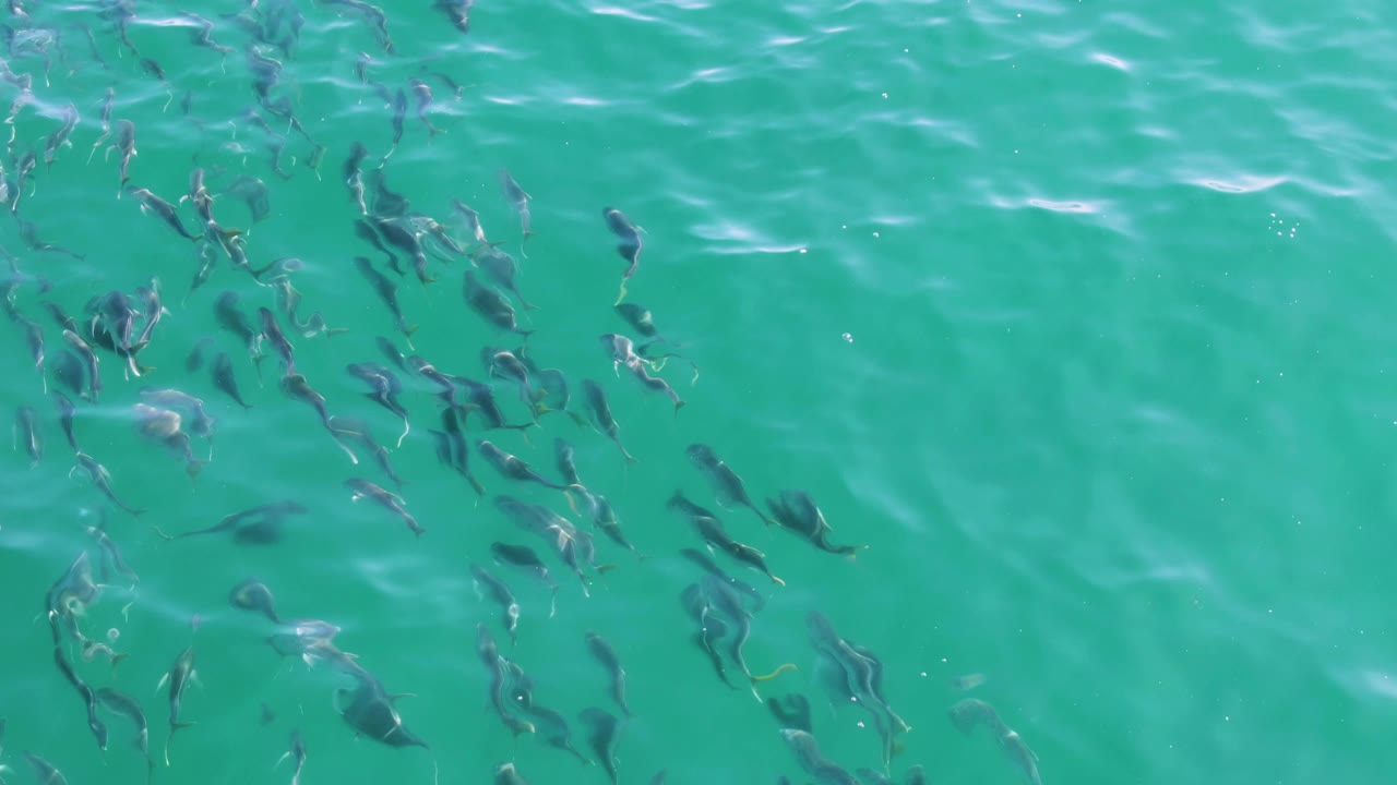Overhead frame of fish spread diagonally beneath shallow-looking turquoise water at Buzzards Beach, Baja California Sur, with soft wave patterns and no visible people.
