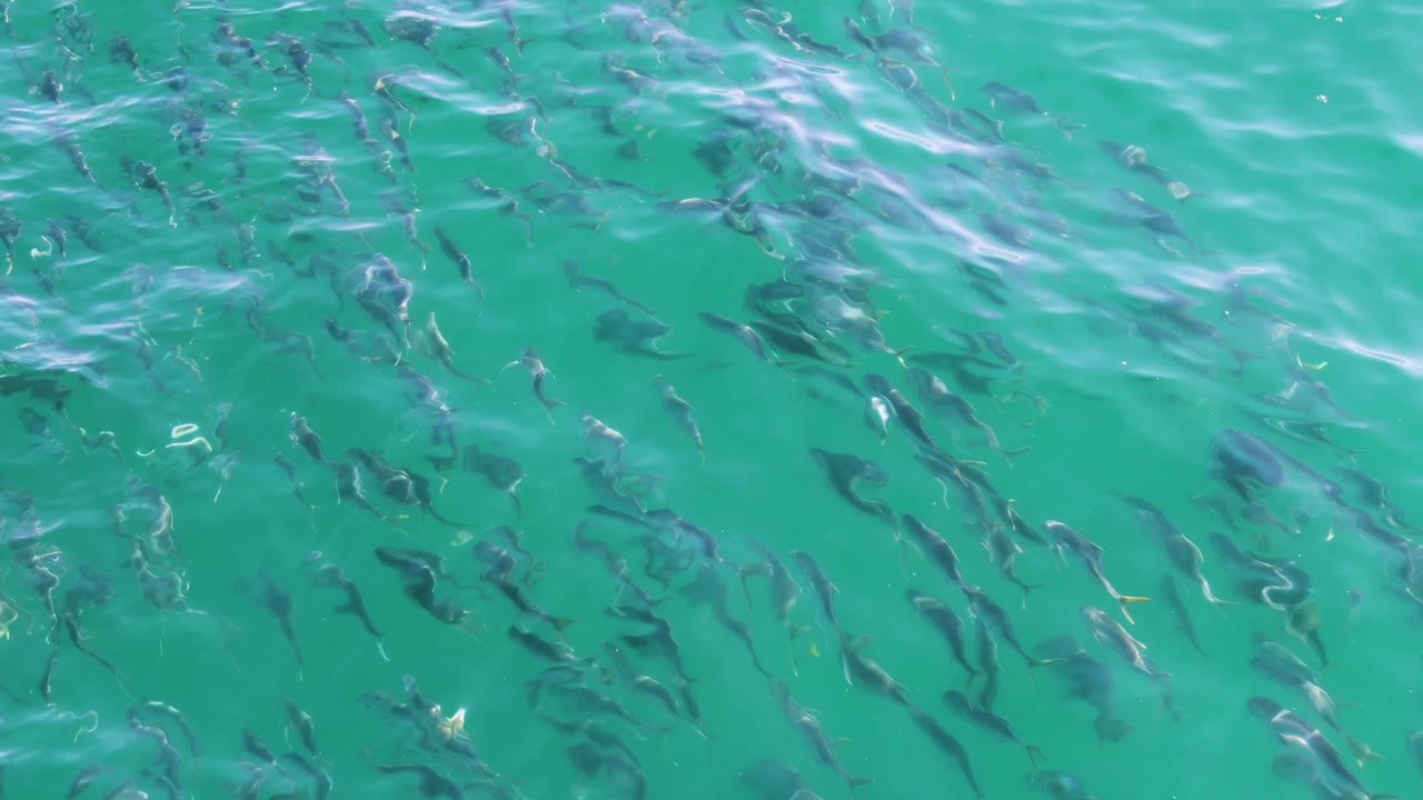 Small dark fish swim below rippled turquoise water at Buzzards Beach in Baja California Sur, with no visible people in the opening frame.