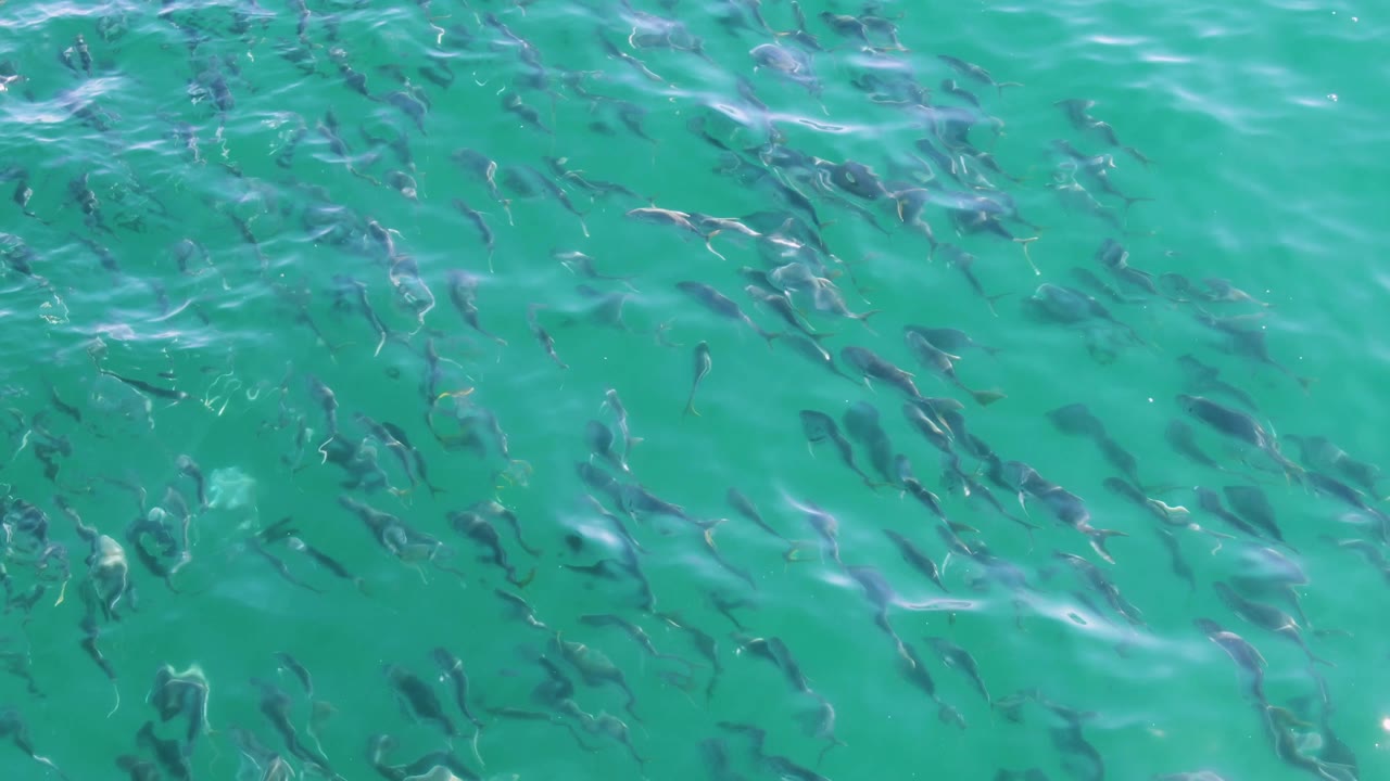 A dense portion of the fish school appears beneath bright white ripple streaks in turquoise water at Buzzards Beach, with no visible people.