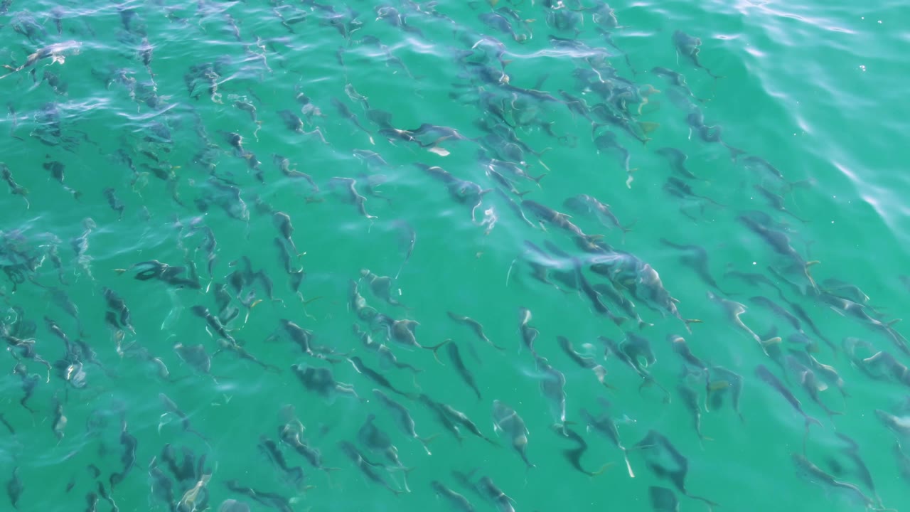 Small fish form loose diagonal patterns under the rippled turquoise surface at Buzzards Beach in Baja California Sur, with no visible people.