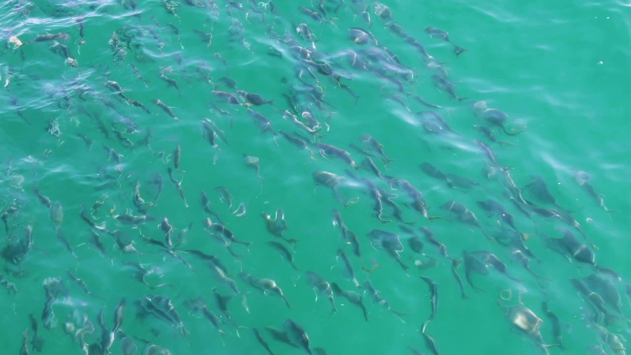 Fish school seen through clear green-blue water