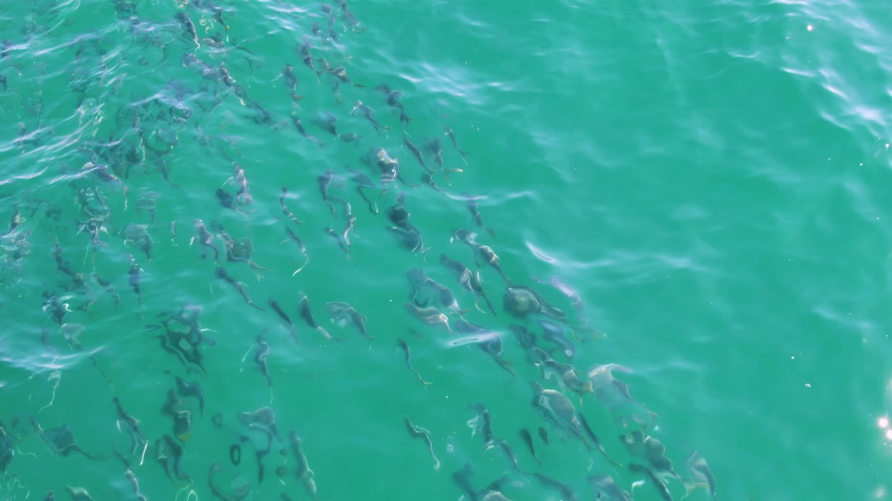 At Buzzards Beach in Baja California Sur, small dark fish are visible beneath turquoise rippled water near the start of the clip, with no visible people.