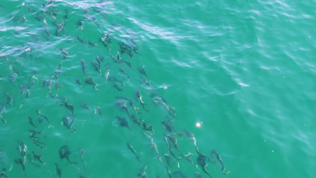 Loose fish groups under clear turquoise ocean surface