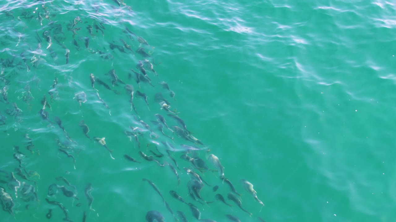 A wider spread of small fish appears under turquoise water at Buzzards Beach, with a distinct sun sparkle and soft wave texture, and no visible people.