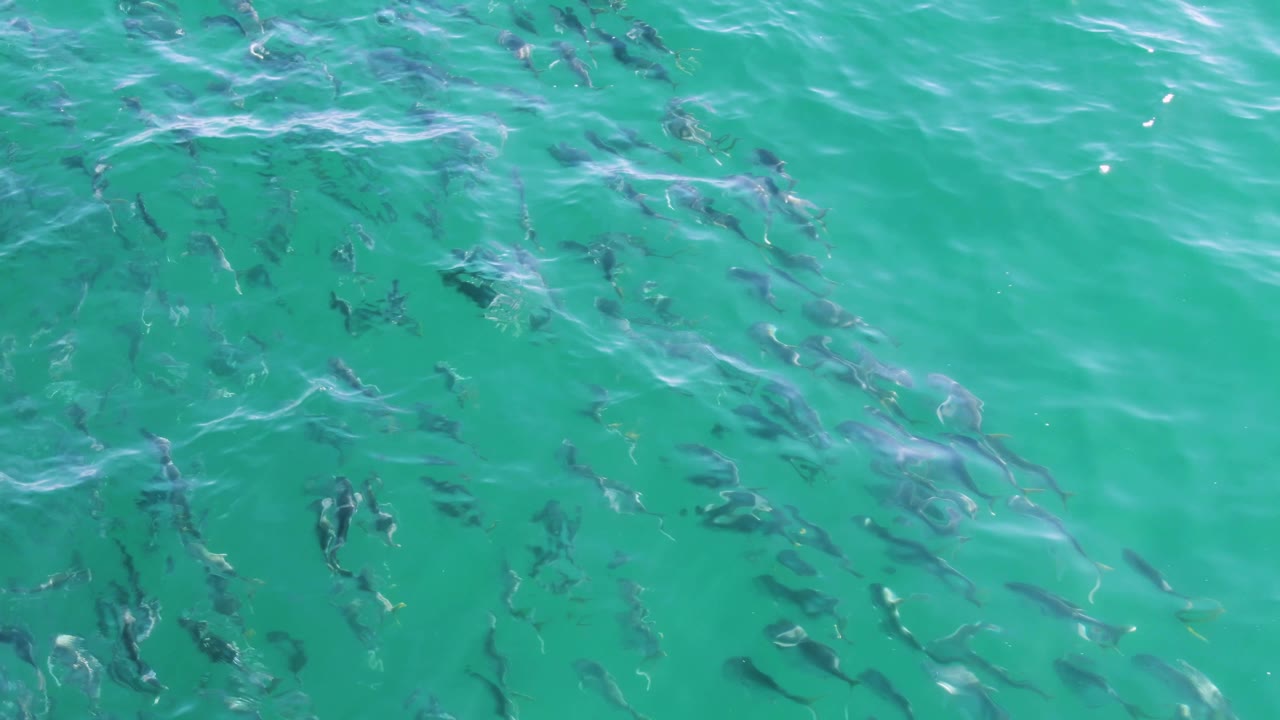 At Buzzards Beach in Baja California Sur, dark fish gather beneath clear turquoise water with soft ripples and no visible people.