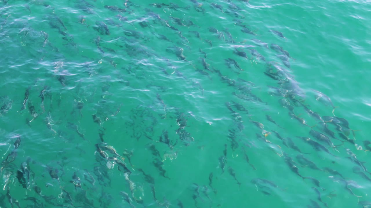 A loose school of fish spreads across turquoise water in Baja California Sur, with subtle white ripples and no visible people.