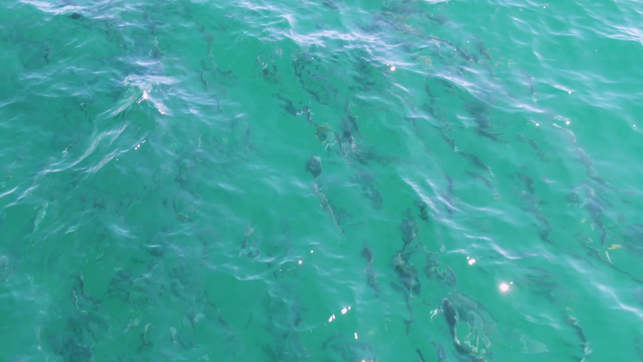 A broader cluster of fish appears under the turquoise surface at Buzzards Beach, with pale ripple streaks moving across the upper water and no visible people.