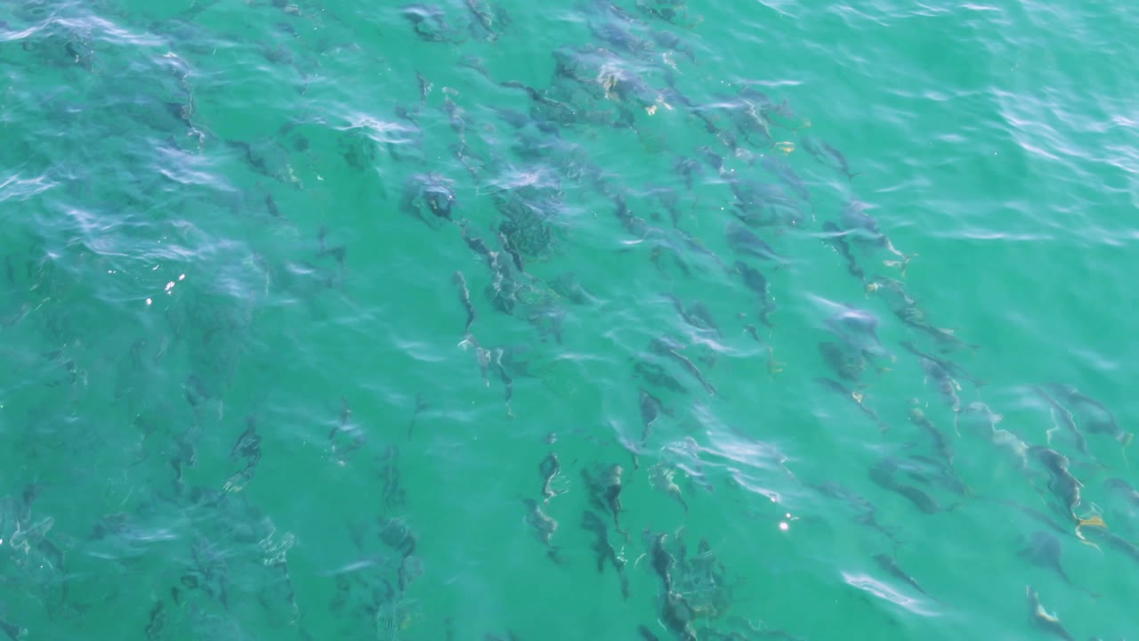Dark fish shapes sit at varying depths beneath blue-green water at Buzzards Beach, with soft surface texture and no shoreline or visible people.