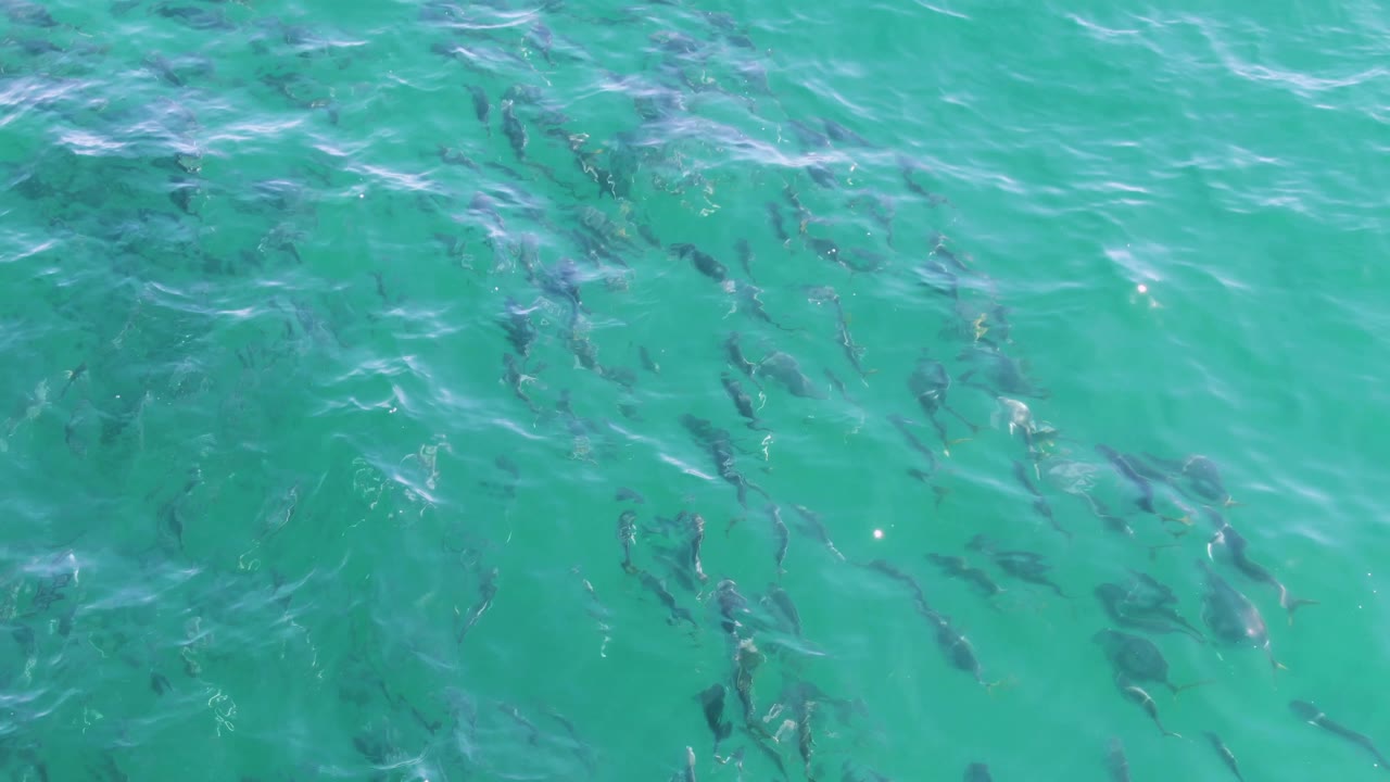 Fish are visible through turquoise water at Buzzards Beach as brighter surface shimmer crosses the lower part of the frame, with no visible people.