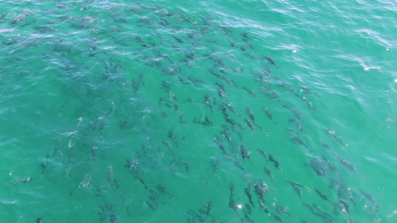 School of fish beneath turquoise ocean water