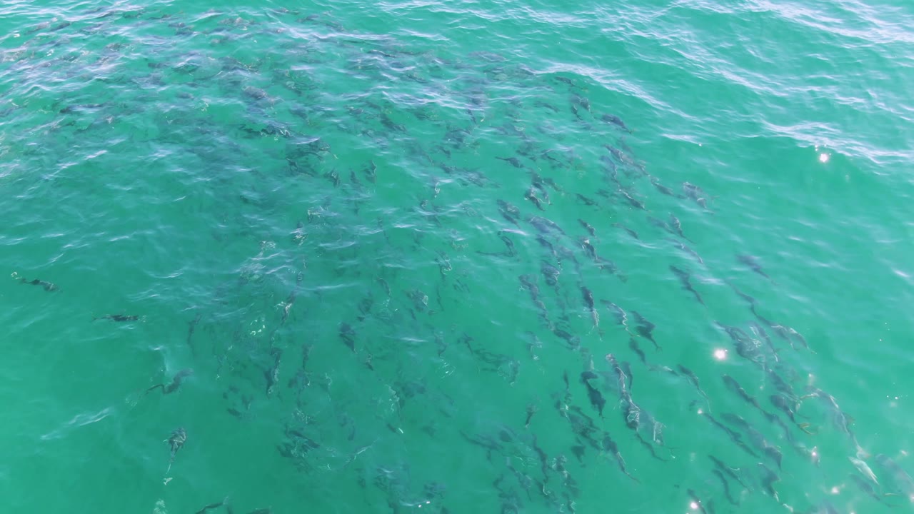 Dark fish shapes appear in several groups beneath rippled turquoise water at Buzzards Beach, Baja California Sur, with a few light streaks on the surface and no visible people.