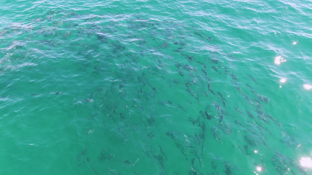 A denser patch of fish sits below clear green-blue water at Buzzards Beach, Baja California Sur, while small white highlights sparkle near the surface and no visible people appear.