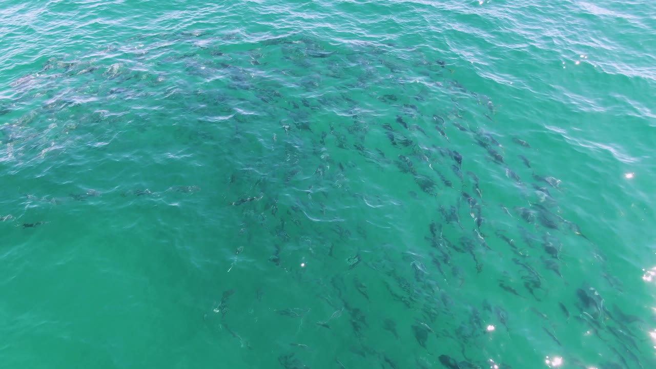 Fish are spread diagonally beneath turquoise ocean water at Buzzards Beach, Baja California Sur, with bright glints near the lower edge and no visible people.