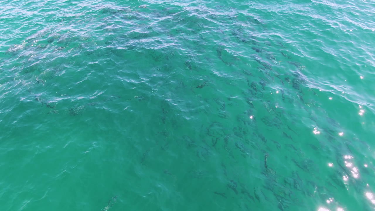 Overhead view at Buzzards Beach, Baja California Sur, Mexico showing turquoise water, small dark fish shapes beneath ripples, bright surface highlights, and no visible people.