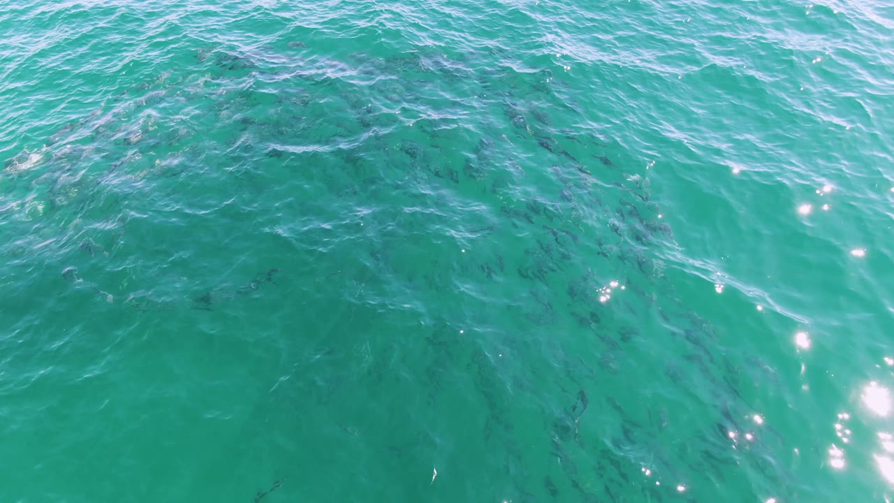 Overhead frame at Buzzards Beach shows a denser cluster of small fish under green-turquoise water, with wave texture across the top and no visible people.