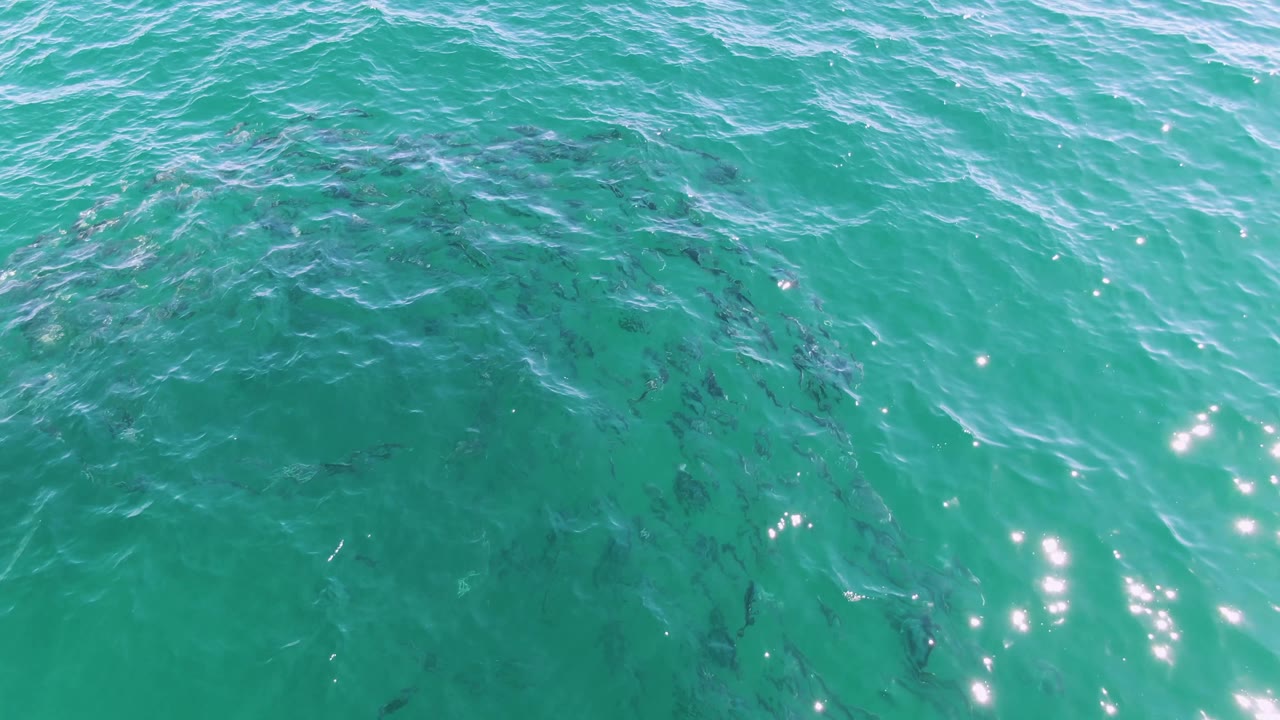 Overhead view at Buzzards Beach, Baja California Sur, Mexico with the fish school forming a broad circular pattern beneath sunlit turquoise water and no visible people.