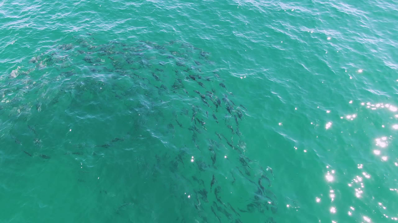 Fish swirl near left side under clear green water