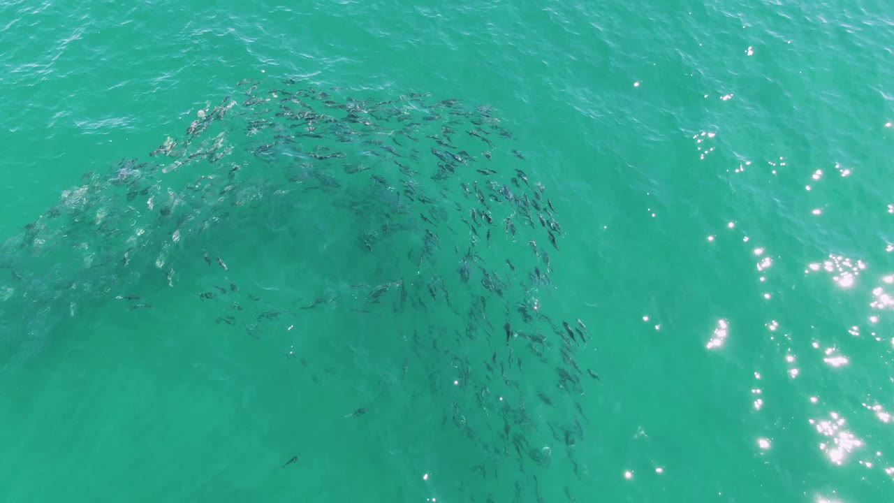 Swirling fish school beneath turquoise ocean water